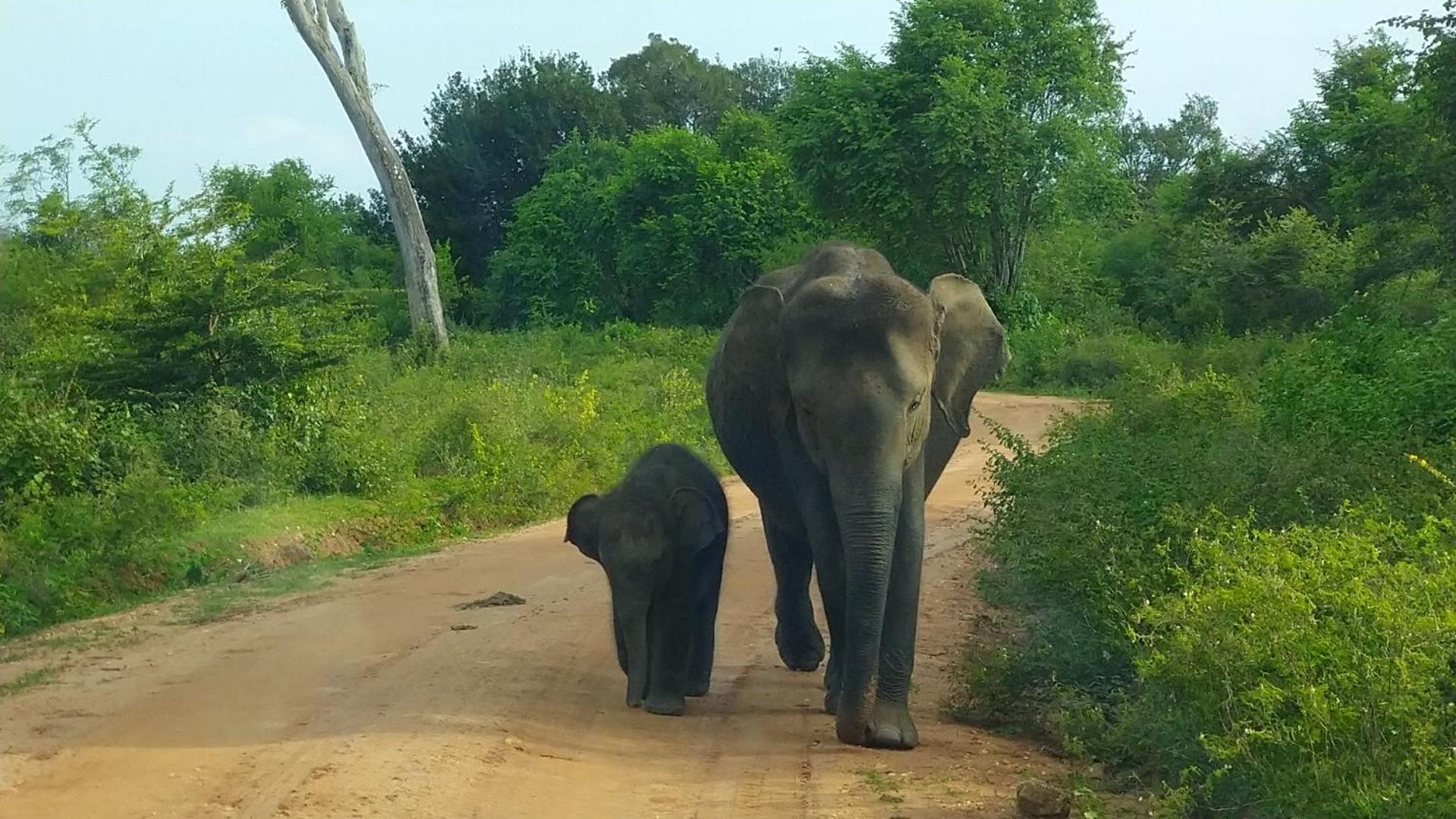 Udawalawa Safari Resort Удавалаве Екстериор снимка