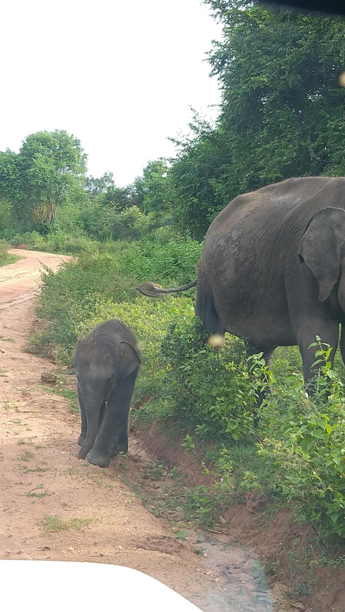 Udawalawa Safari Resort Удавалаве Екстериор снимка