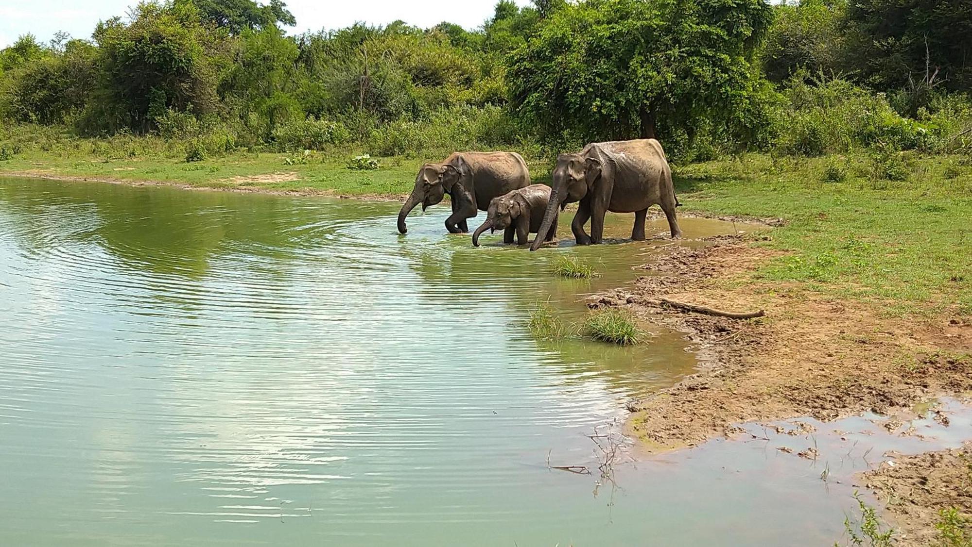 Udawalawa Safari Resort Удавалаве Екстериор снимка