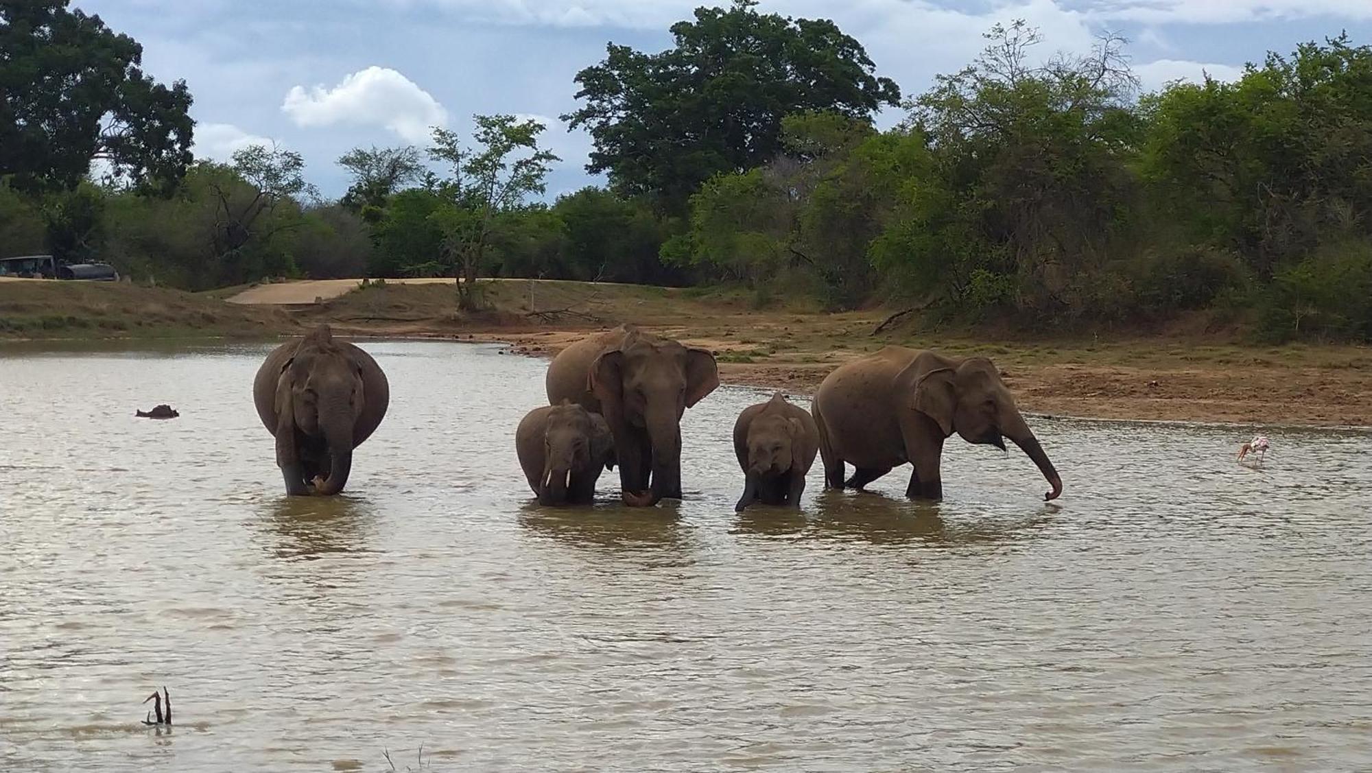 Udawalawa Safari Resort Удавалаве Екстериор снимка