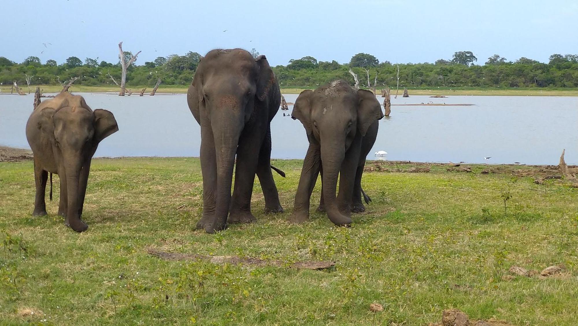 Udawalawa Safari Resort Удавалаве Екстериор снимка