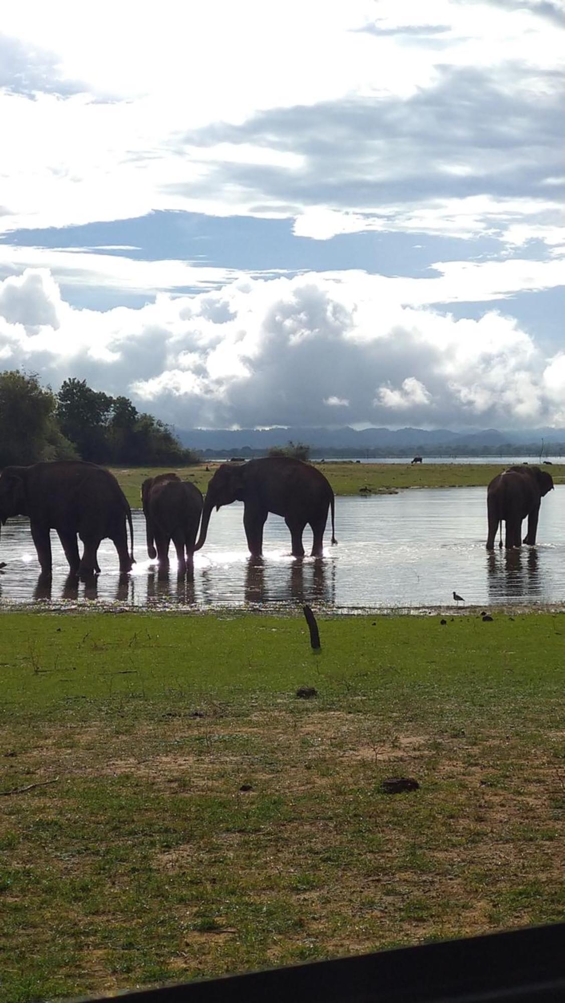 Udawalawa Safari Resort Удавалаве Екстериор снимка
