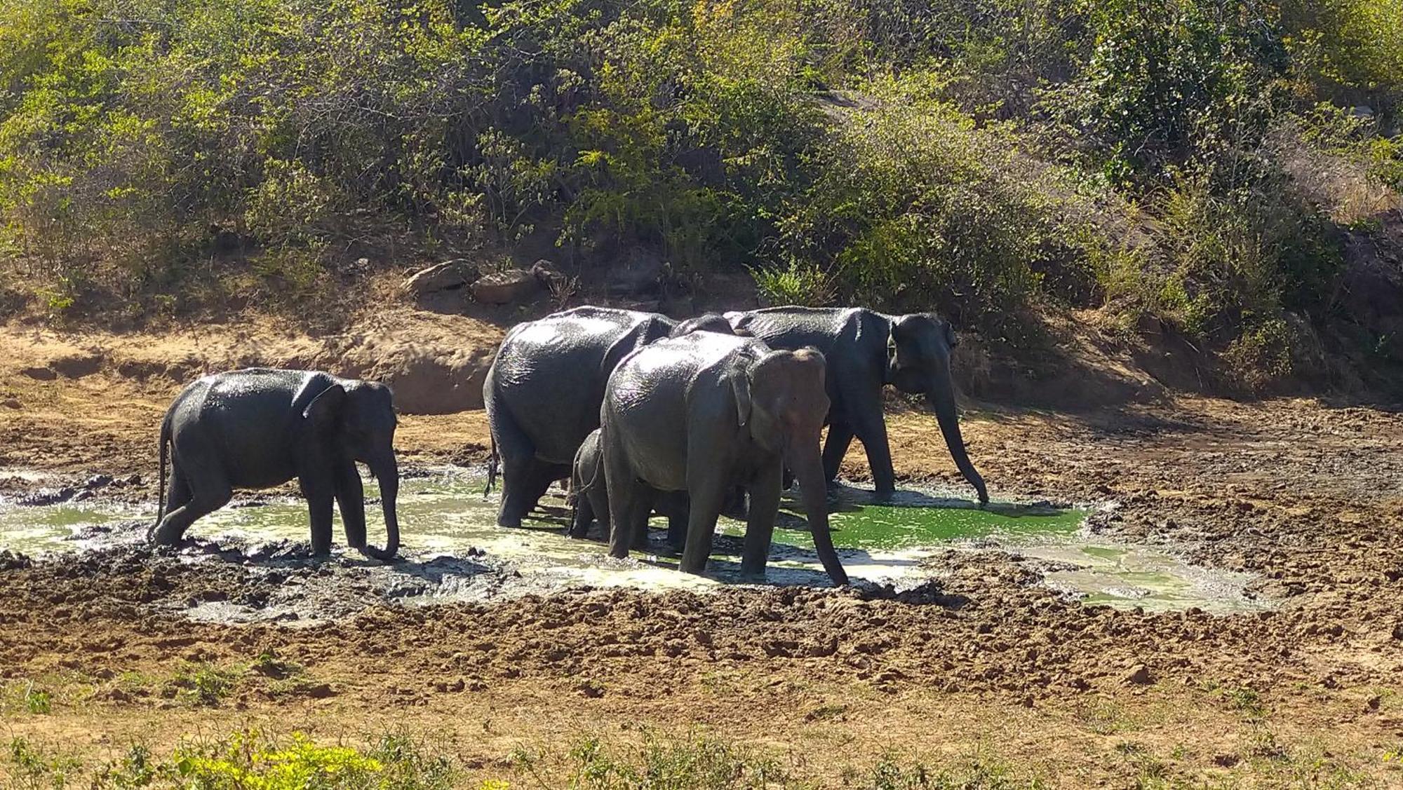 Udawalawa Safari Resort Удавалаве Екстериор снимка