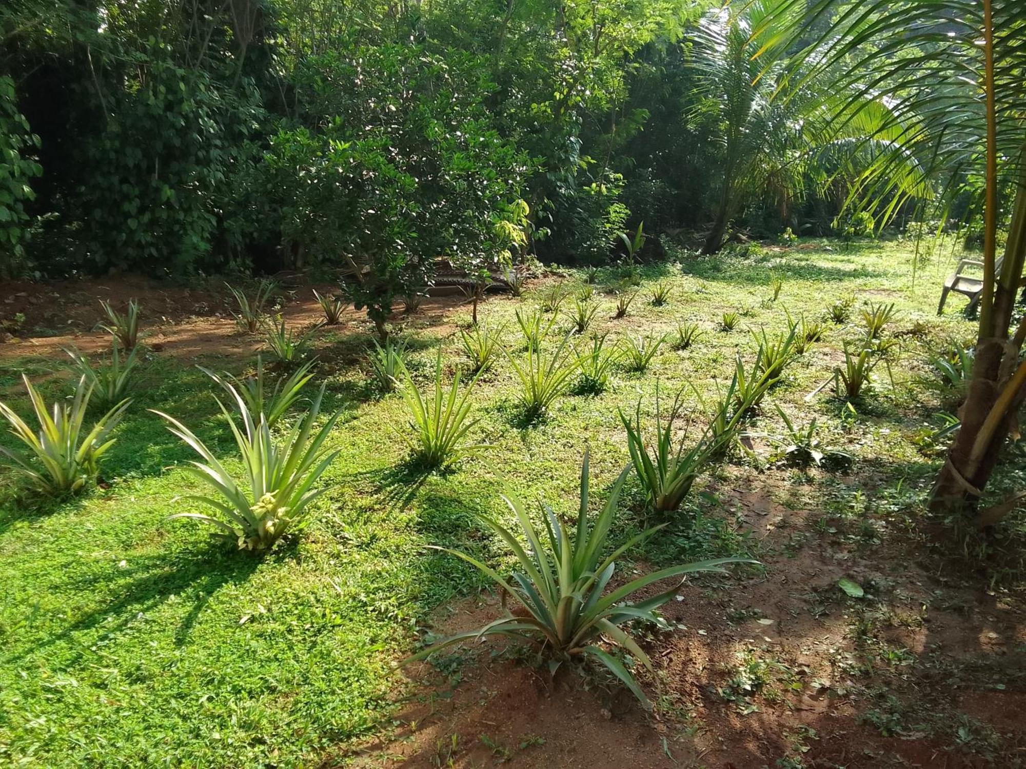 Udawalawa Safari Resort Удавалаве Екстериор снимка
