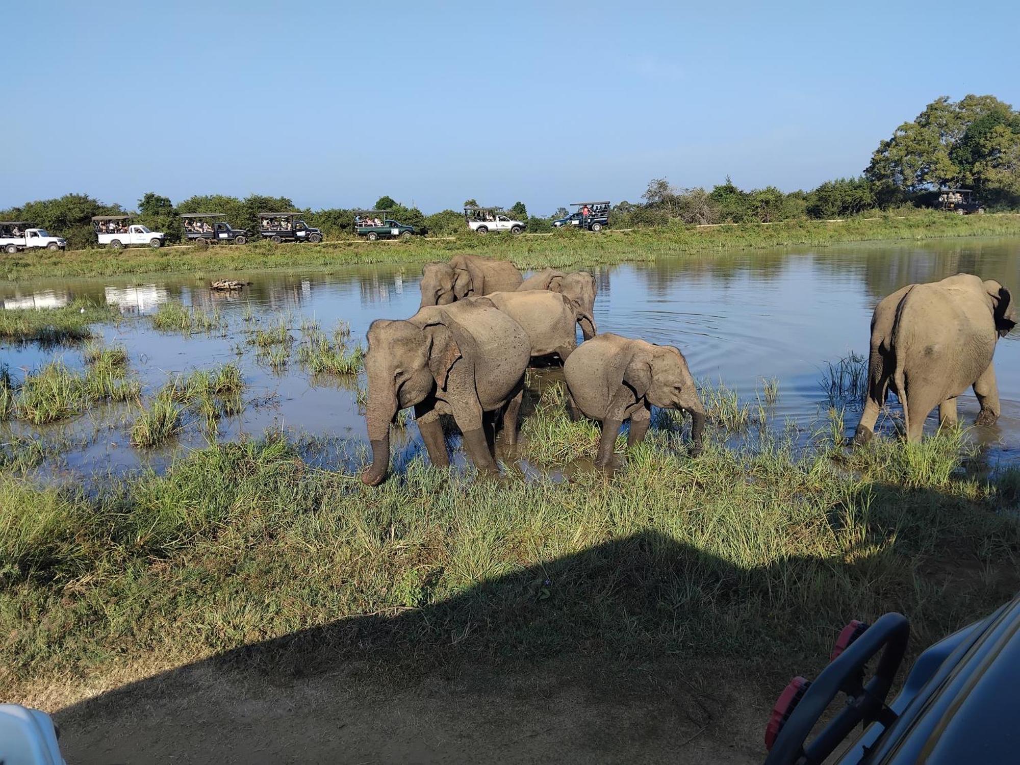 Udawalawa Safari Resort Удавалаве Екстериор снимка