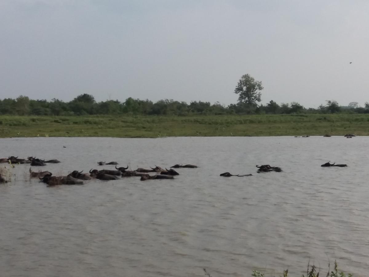 Udawalawa Safari Resort Удавалаве Екстериор снимка