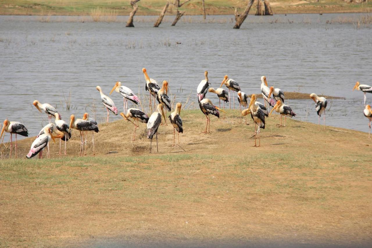 Udawalawa Safari Resort Удавалаве Екстериор снимка